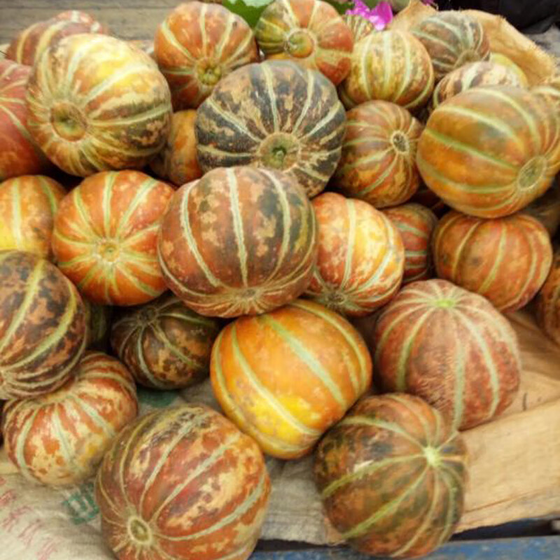老品种面瓜种籽黄皮黑皮花皮面瓜种子露地生吃甜瓜种籽香瓜四季播 花