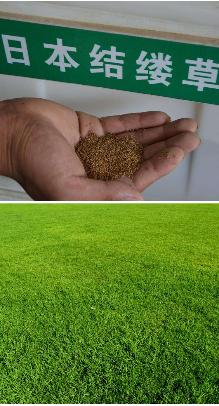 进口草坪种子 日本结缕草草籽结缕草种子细叶结缕草种子固土 美国结缕