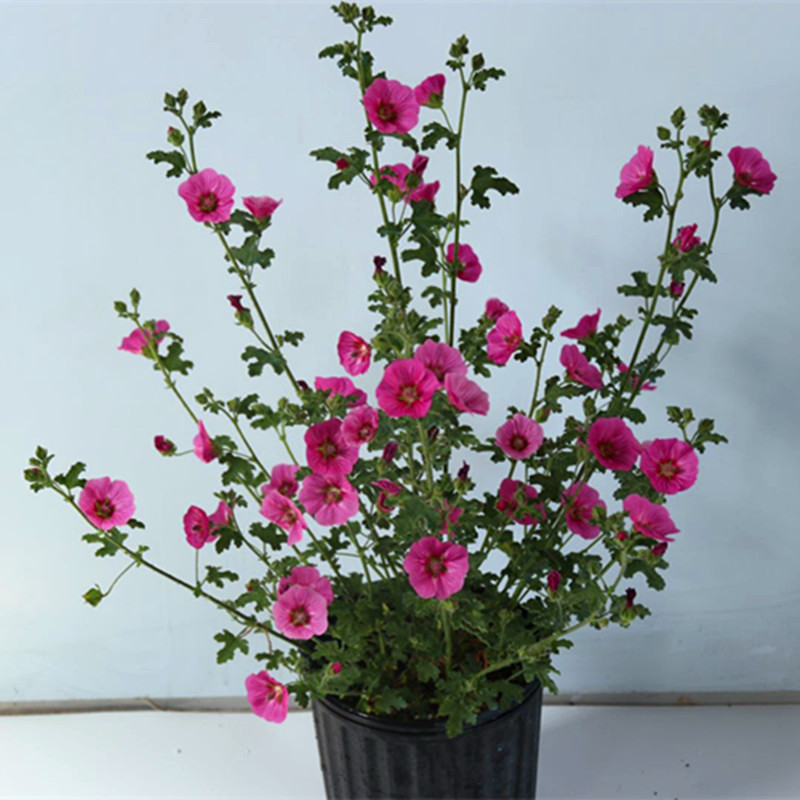 御灵安小木槿盆栽优雅女士小木槿四季开花易爆盆阳台盆栽庭院耐热耐寒