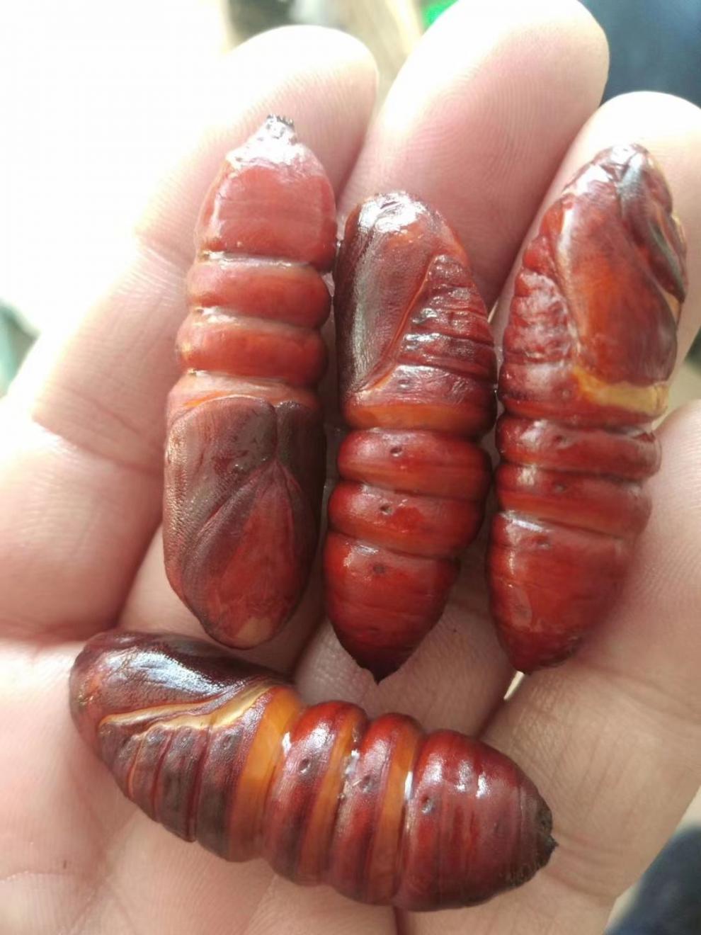 吃情派(chiqingpai) 东北特产野松虎蛹新鲜速冻松毛虫蛹蚕蛹昆虫美食