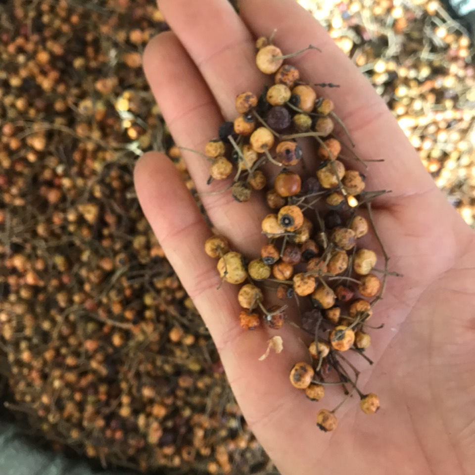 小金樱子 小金英子 小果金樱子 中药材干品500克新货 500g【图片 价格