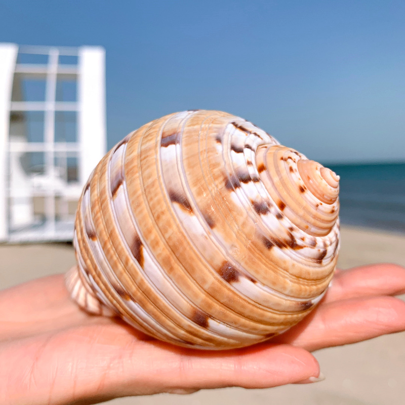 琴螺 天然贝壳大海螺 鱼缸水族箱装饰品卷贝鱼繁殖壳多肉花盆摆件 深