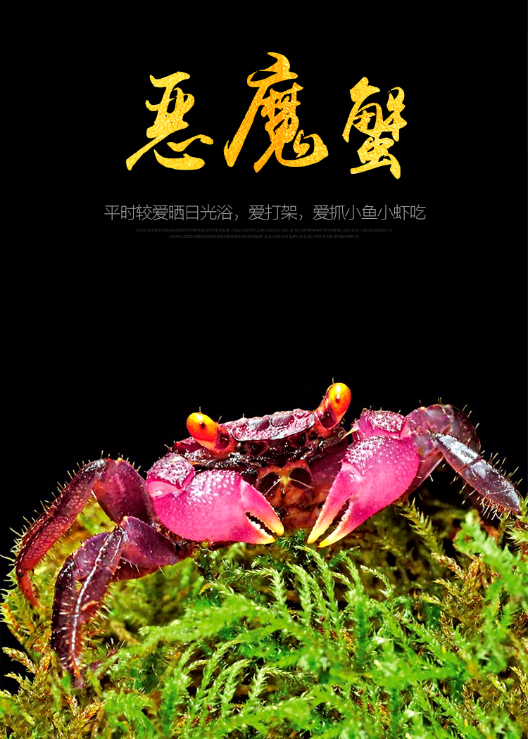 螃蟹活体活物恶魔蟹印尼魔鬼蟹蜘蛛蟹辣椒蟹小型观赏淡水宠物蟹运输包