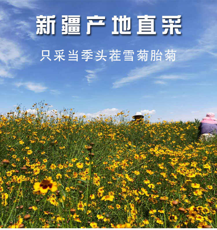 昆仑雪菊正宗新疆特产天山雪菊茶2021新冰山血菊野生特级雪菊胎菊50g