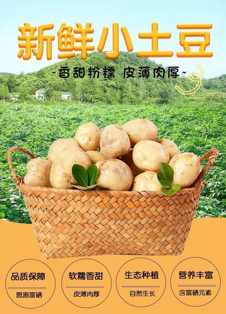 2022年恩施富硒小土豆迷你黄心土豆超小土豆现挖现发批发农家自种精选