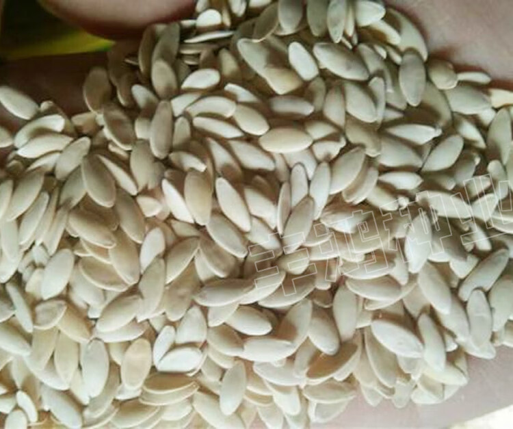 手选东北老旱黄瓜籽食用黄瓜籽粉补钙生黄瓜子可种可吃g克黄瓜种子200