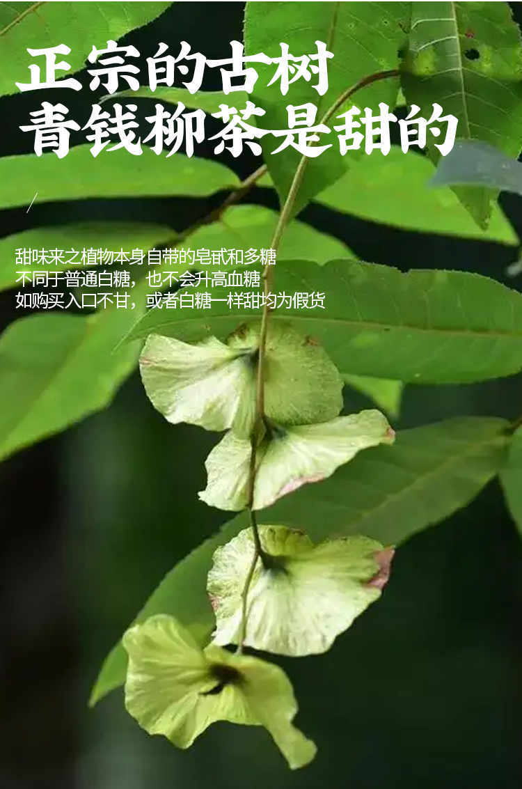 中藥材青錢柳葉500克青錢柳古樹金錢柳茶搭牛蒡玉米鬚桑葉茶