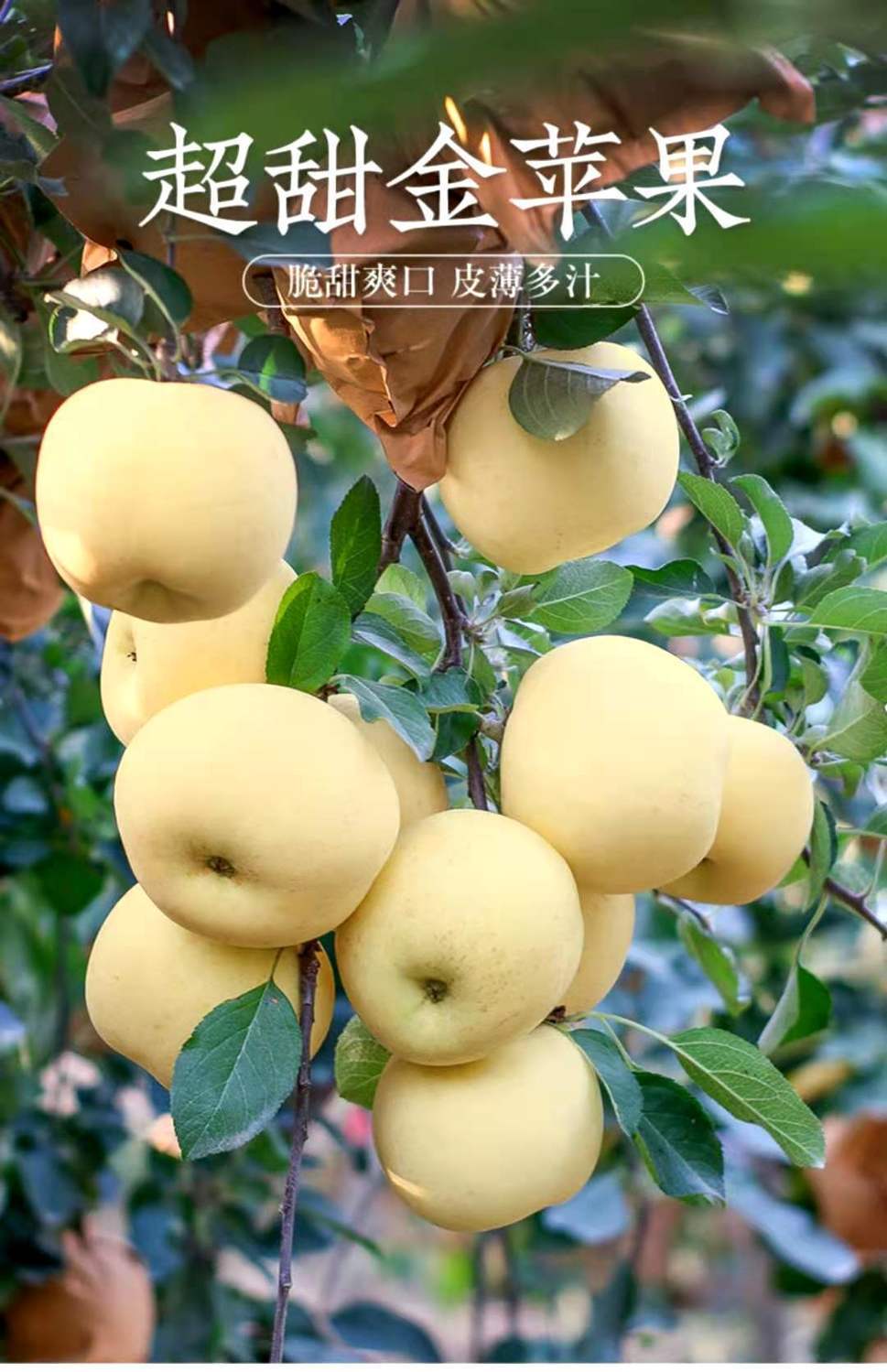 年货精选奶油富士苹果水果新鲜10牛奶黄金白色冰糖心5斤山东烟台应季