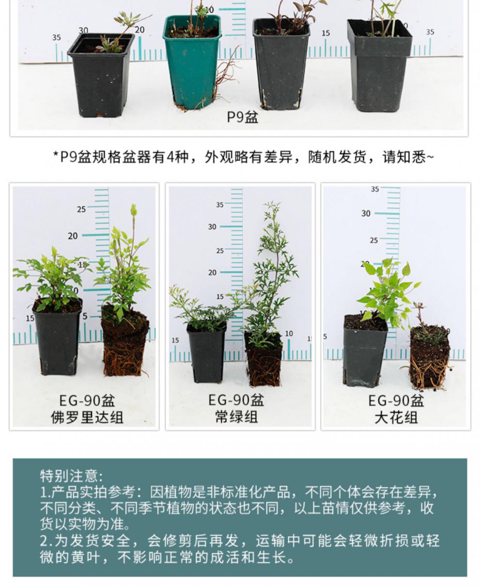 月季 向阳等藤本攀援阳台庭院盆栽植物花绿植铁线莲爬藤花卉 弗朗西斯