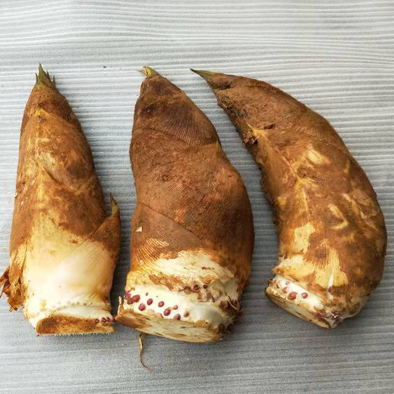 春笋新鲜现挖现发带黄泥带壳毛竹楠竹笋昌隆福记买6斤2斤带箱885斤现