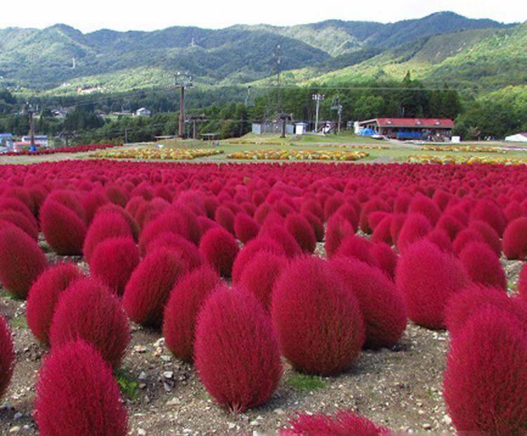 立功泥盆紀秋季易活室外草本植物紅葉地膚綠葉地膚種子庭院公園速生