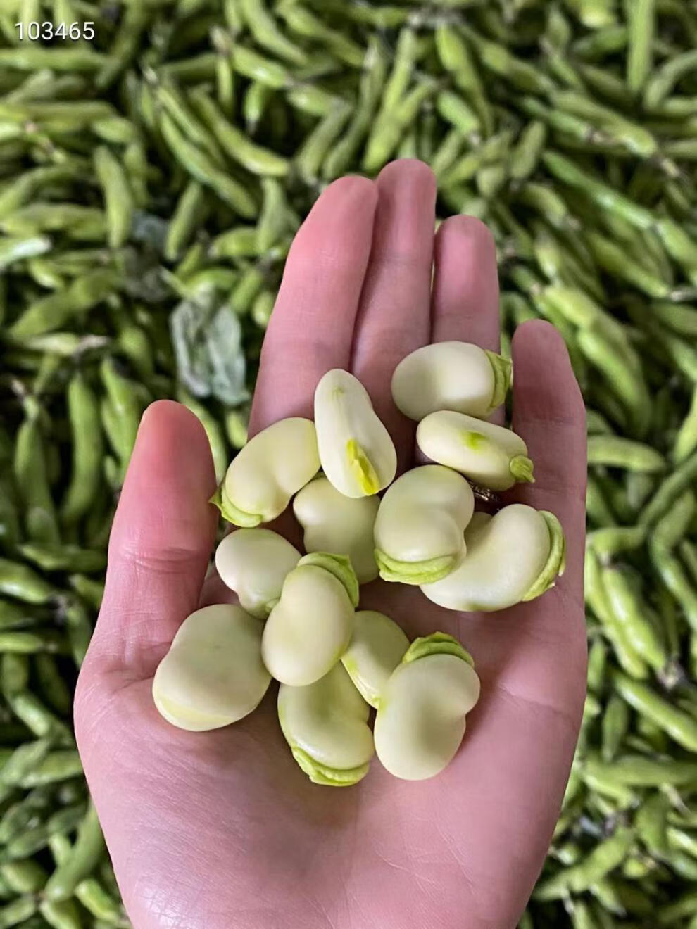 农家自种云南蚕豆新鲜带壳胡豆生绿嫩蚕豆青豆荚蔬菜5斤装精选新鲜