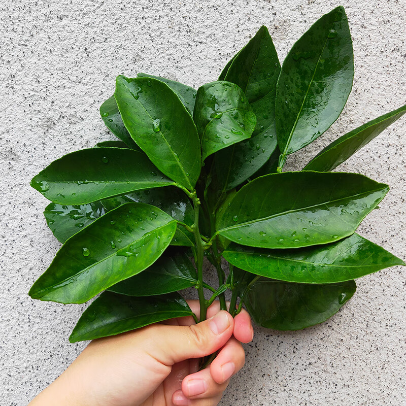 【顺丰快递】柚子叶子新鲜老树现摘现发去晦气开运乔迁转运洗手沐浴