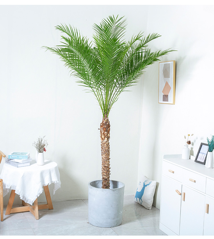 热带风格室内阳台户外庭院阳台别墅绿植花卉高170180cm含圆水泥盆含盆