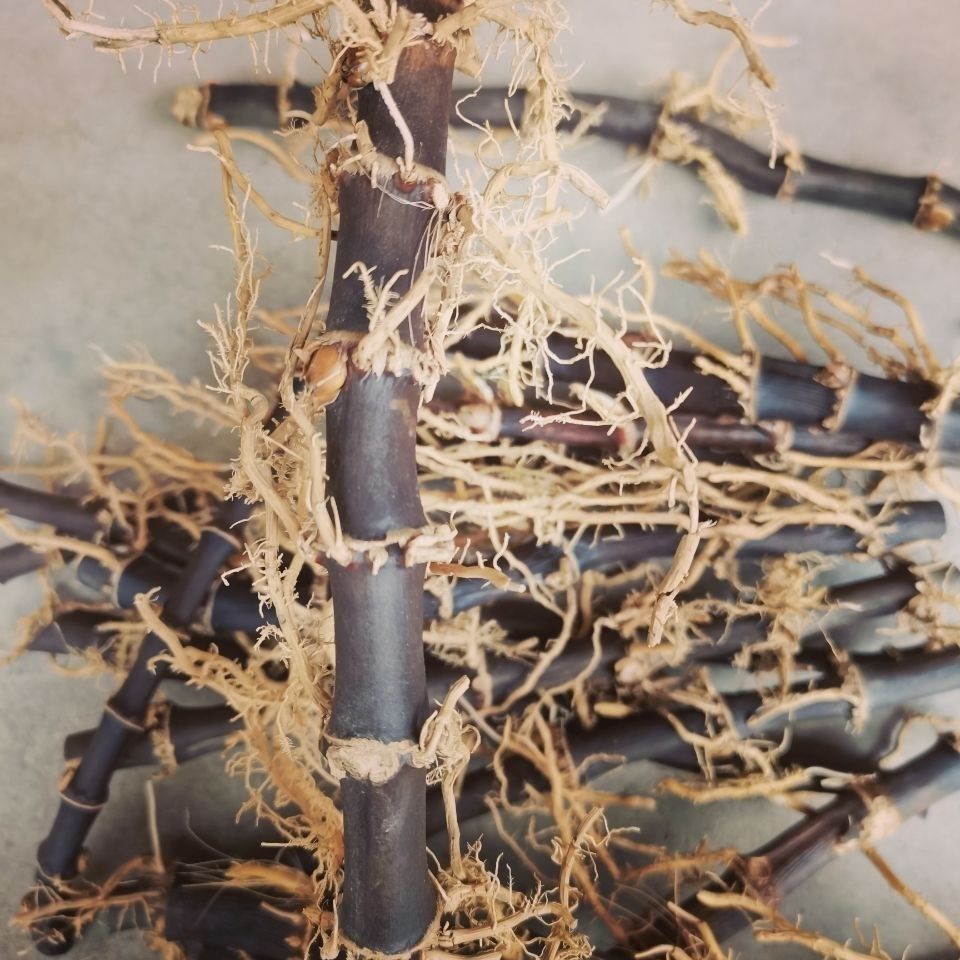 【官方旗舰】紫竹根黑竹根三年以上老竹根紫竹棵竹棵年份足 新鲜紫竹
