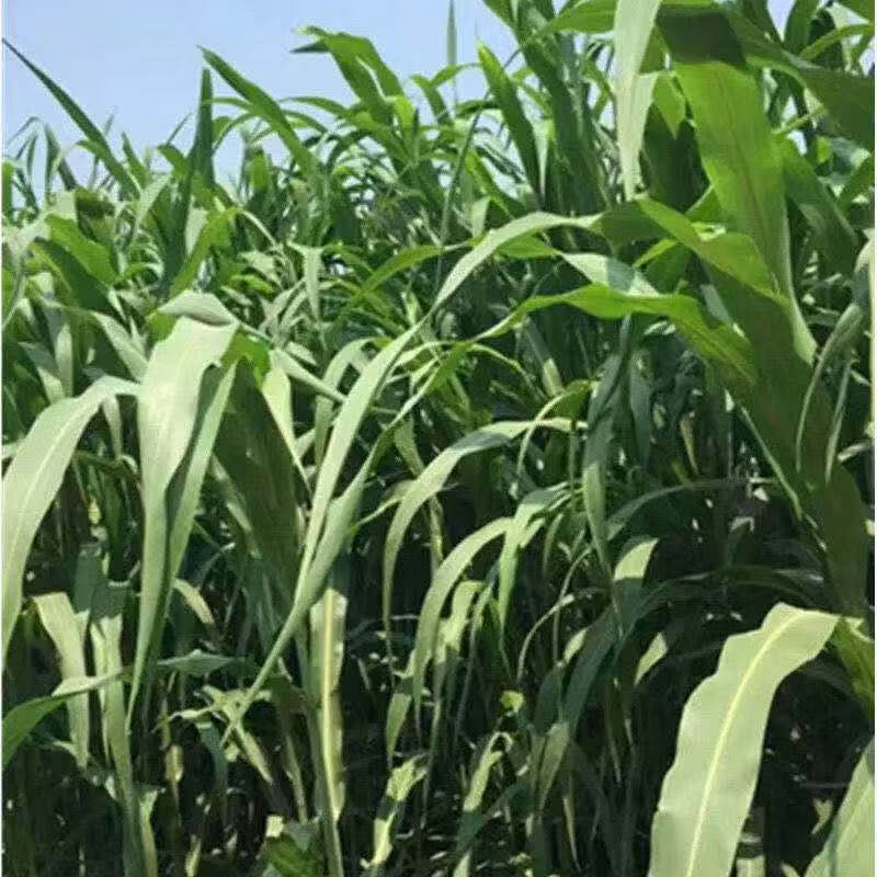 高产牧草种子多年生大叶高丹杂交王草种籽养殖猪牛羊鱼畜牧草种子 -量