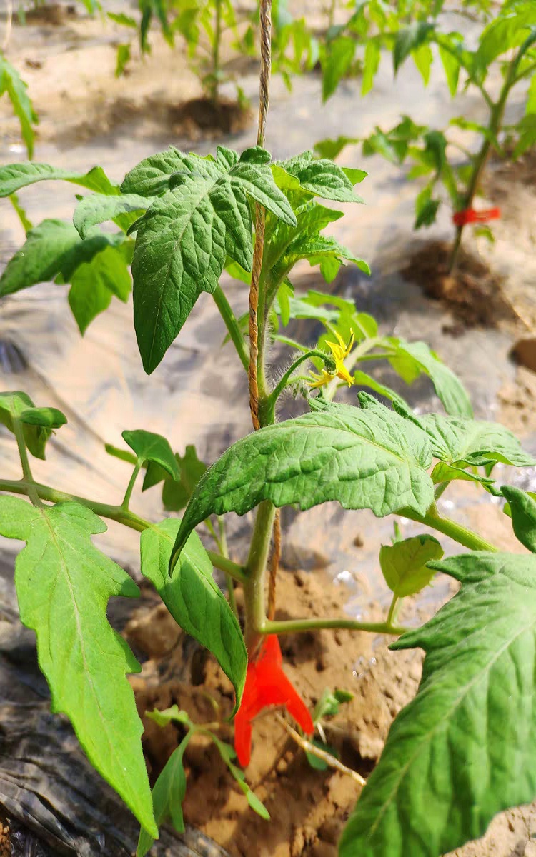 黄瓜夹子吊秧夹落秧吊蔓扶蔓绑蔓夹大棚蔬菜番茄西红柿西葫芦夹子