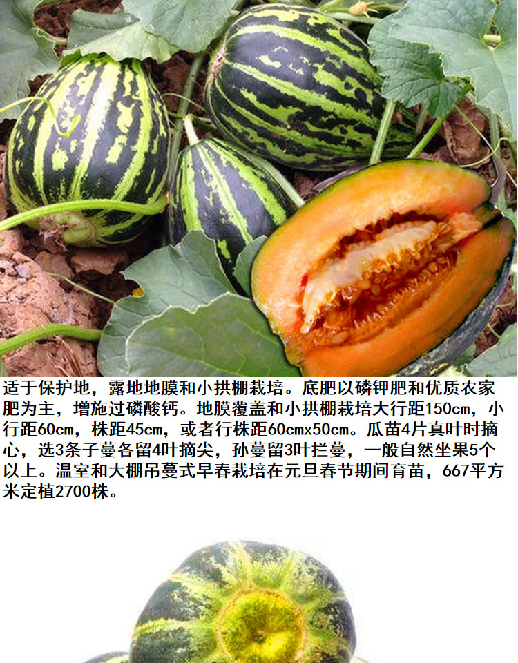 超甜冰糖子甜瓜种子冰糖脆薄皮甜瓜种籽红肉花皮香瓜四季水果杂交一代