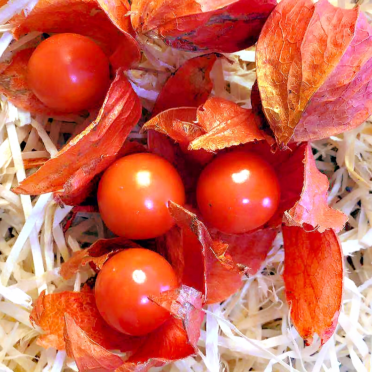 东北菇娘果 谷鸟 灯笼果 红姑娘果 新鲜水果 红菇娘果4斤(带果皮)