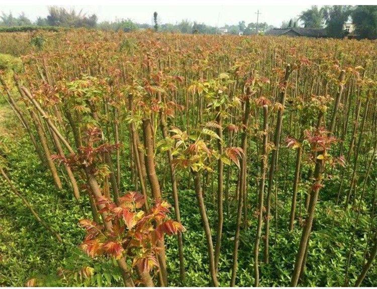 香椿树苗香椿苗红油香椿树地栽盆栽当年采摘食用香春椿树苗 四年香椿