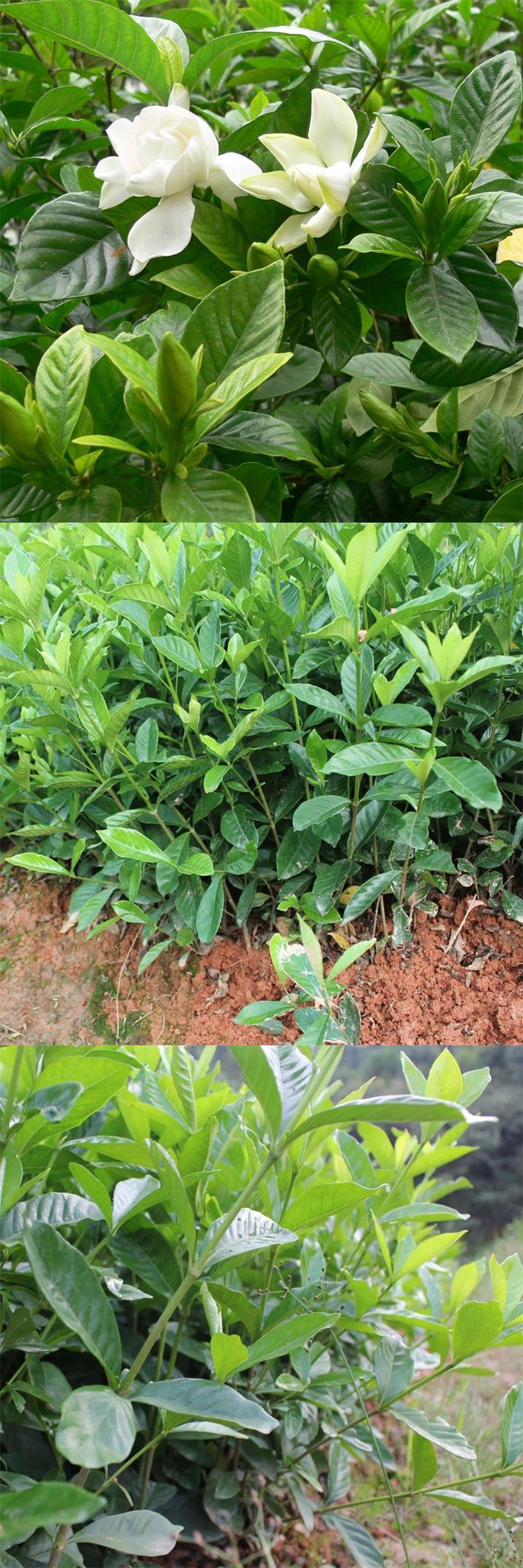 大叶栀子花苗大花栀子树苗庭院花园盆栽花卉地栽浓香型绿化植物大叶