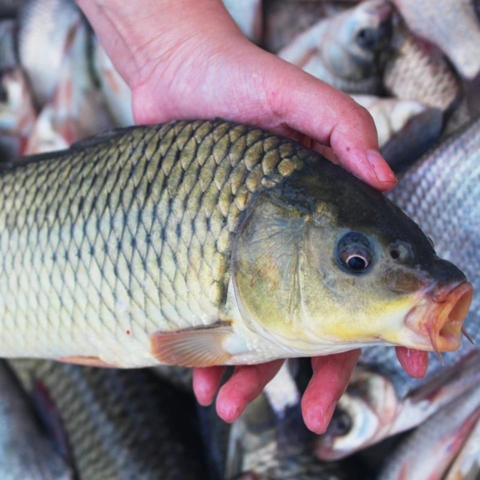 碧潯澤畔 微山湖野生大鯉魚淡水湖鯉魚鮮活現殺真空包裝 殺肚去腸(去