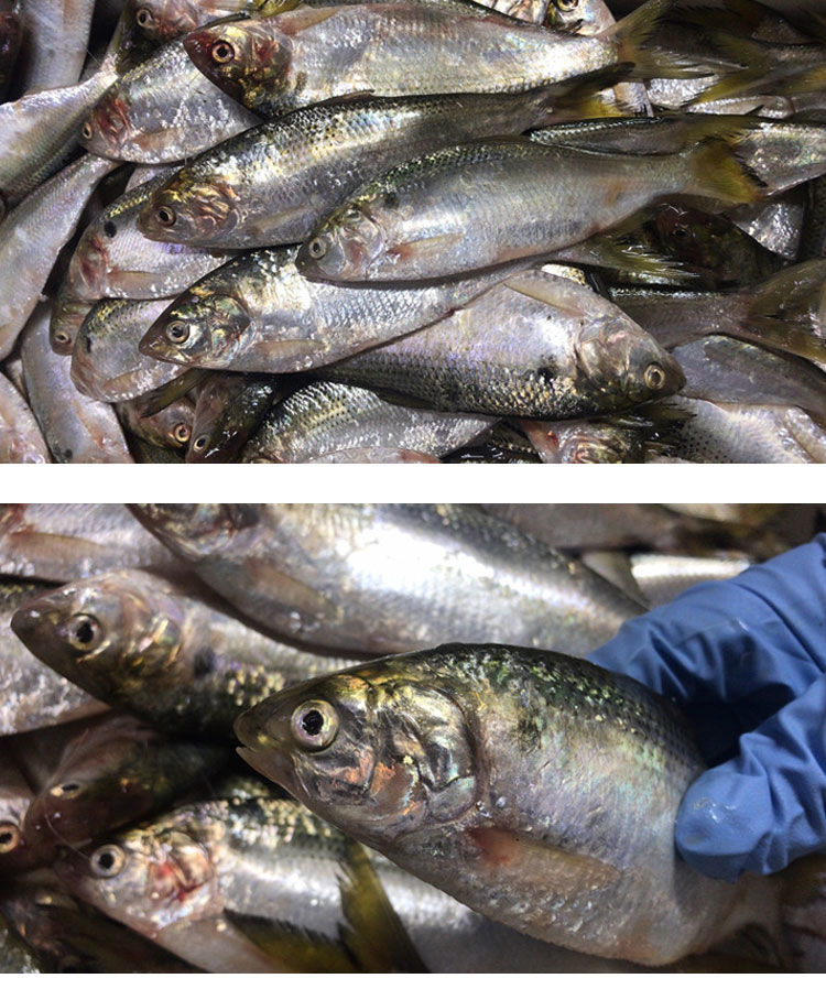 海鲫鱼(规格1斤6条) 净重5斤 少称包赔【图片 价格 品牌 报价】-京东