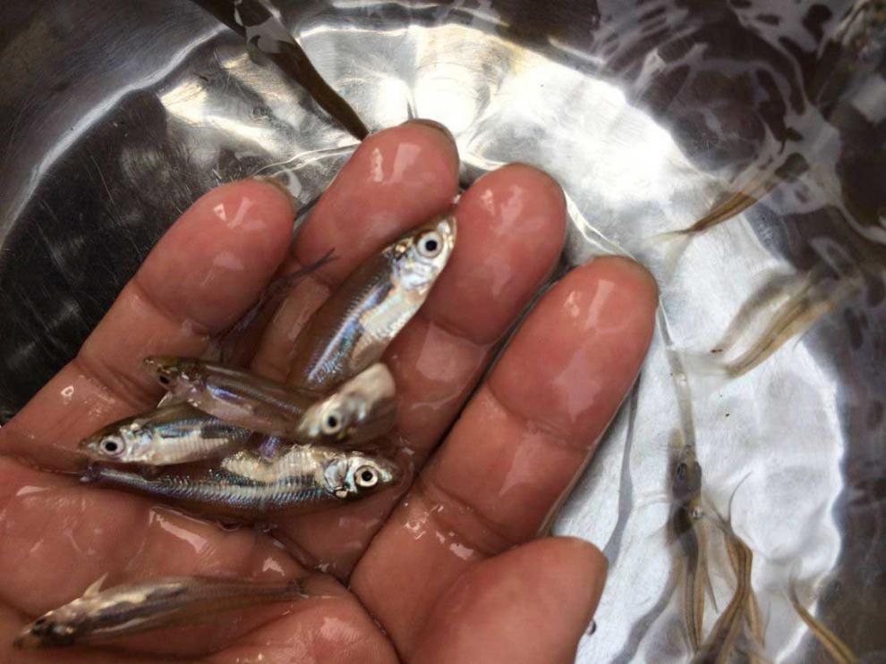 翘嘴鲌苗翘嘴红鲌苗翘嘴白鱼苗白丝鱼苗活体淡水养殖