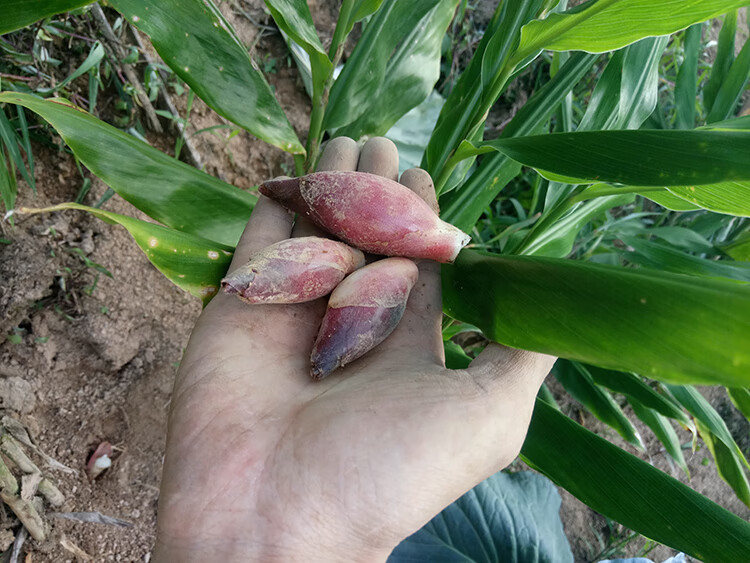 洋荷姜 洋荷菜 生鲜阳荷洋合姜 茗荷蔬菜元合洋河蘘荷洋藿时令蔬菜3斤