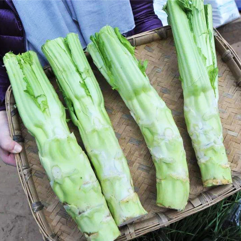 顏集卉棒菜種子薄皮棒菜大棒菜白皮芥菜種四川花葉菜頭川渝特色秋播