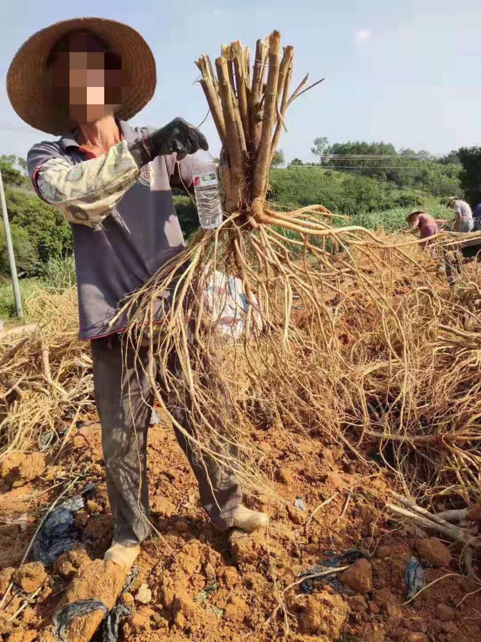 广西正宗纯五指毛桃种子种苗五叉虎牛奶木根新鲜自晒干种子种苗 五指