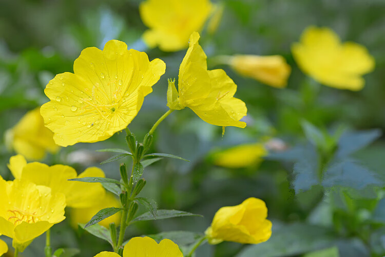黄花月见草种子春秋播种待霄草耐旱耐盐碱香味观赏盆栽夜来香种籽明