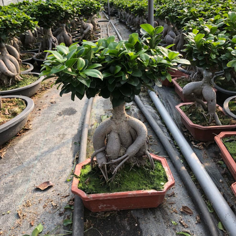榕树盆景s弯8字形榕树 地瓜小叶榕 人参榕树苗木四季常青阳台庭院