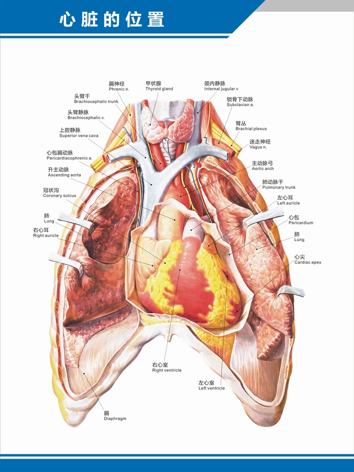 结构图构造图示意图心血管内科中英文医院科室海报挂图 人体心脏外观