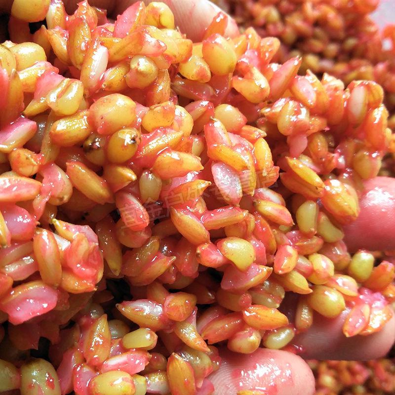 重庆合川谷麦小药窝料配方钓鱼饵料一杆玉米谷子麦子鲤鱼饵绿色谷麦