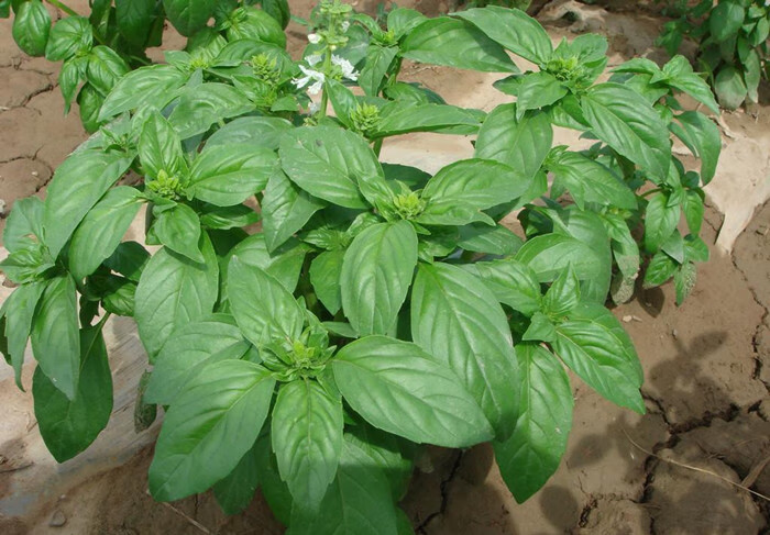 tllz大叶罗勒种子花卉种子香草种子叶可泡茶西餐佳品约50粒