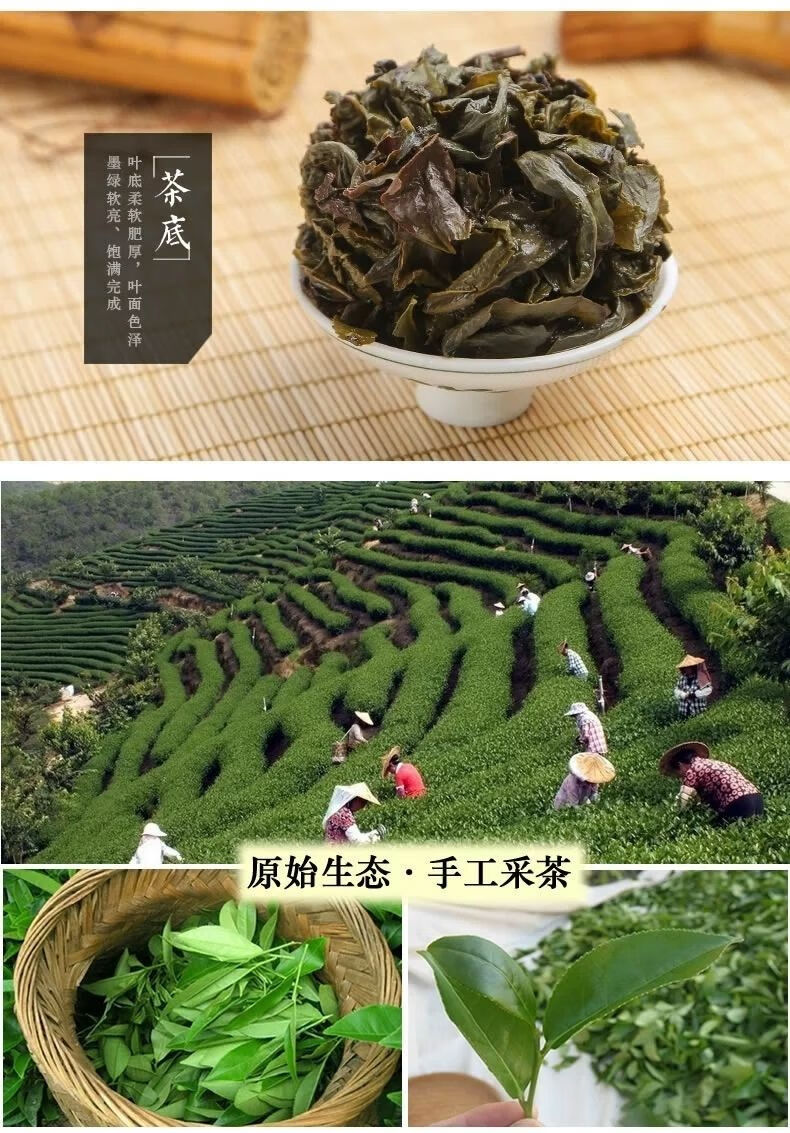 5折 平和特产白芽奇兰茶叶 漳州平和特产白芽奇兰茶清香型高山乌龙茶