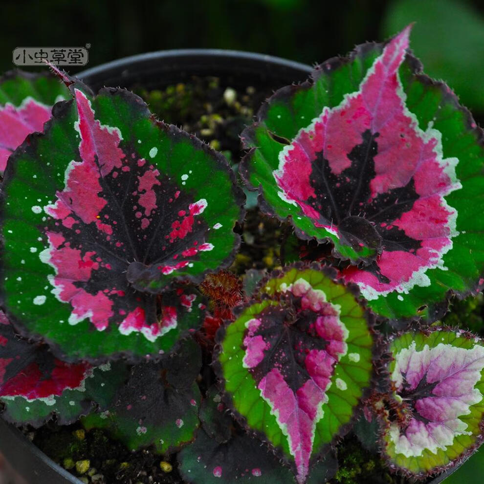 十字五彩蜗牛枫焰火室内观叶彩叶植物定制滇缅秋海棠23片叶11cm盆含盆