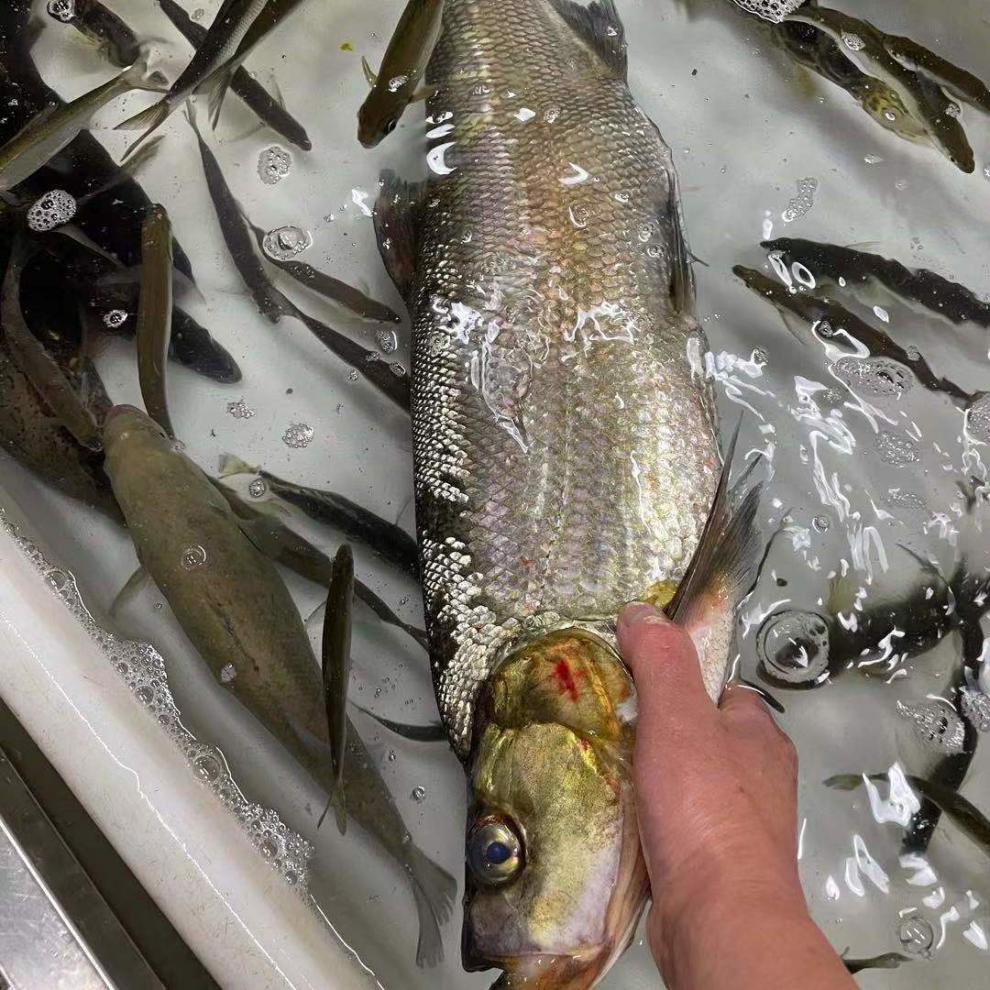 【顺丰发货】千岛湖野生翘嘴鱼新鲜活鱼现杀淡水鱼噘嘴净膛大白条特大