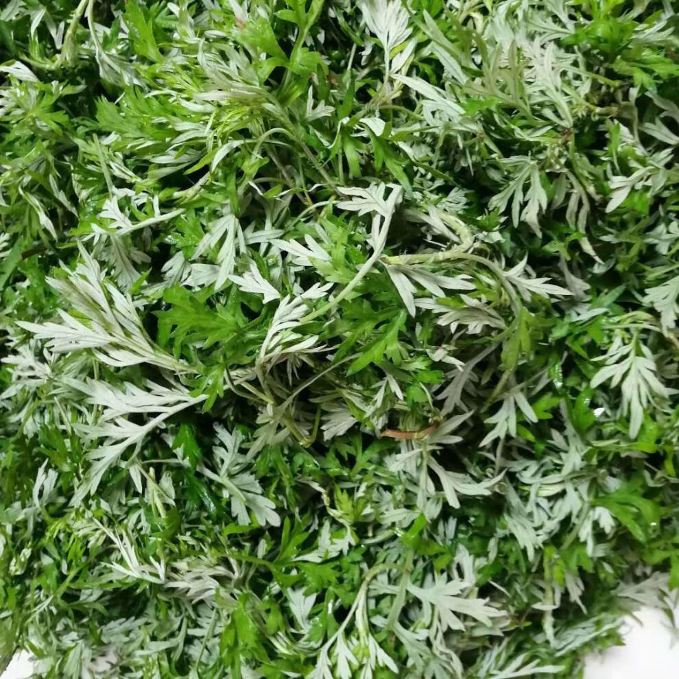 青樱红荔新鲜食用艾草叶嫩艾草野菜青团糍粑清明果材料 新鲜艾草1斤