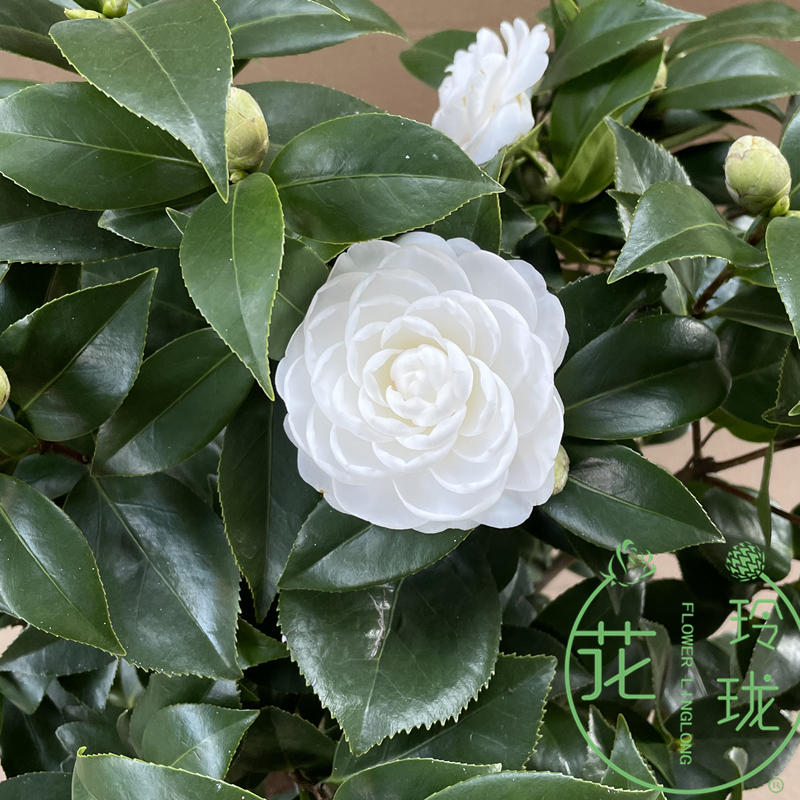 白玉丹茶花盆栽树苗花卉白色山茶带花苞年宵绿植名贵珍稀白茶花白茶