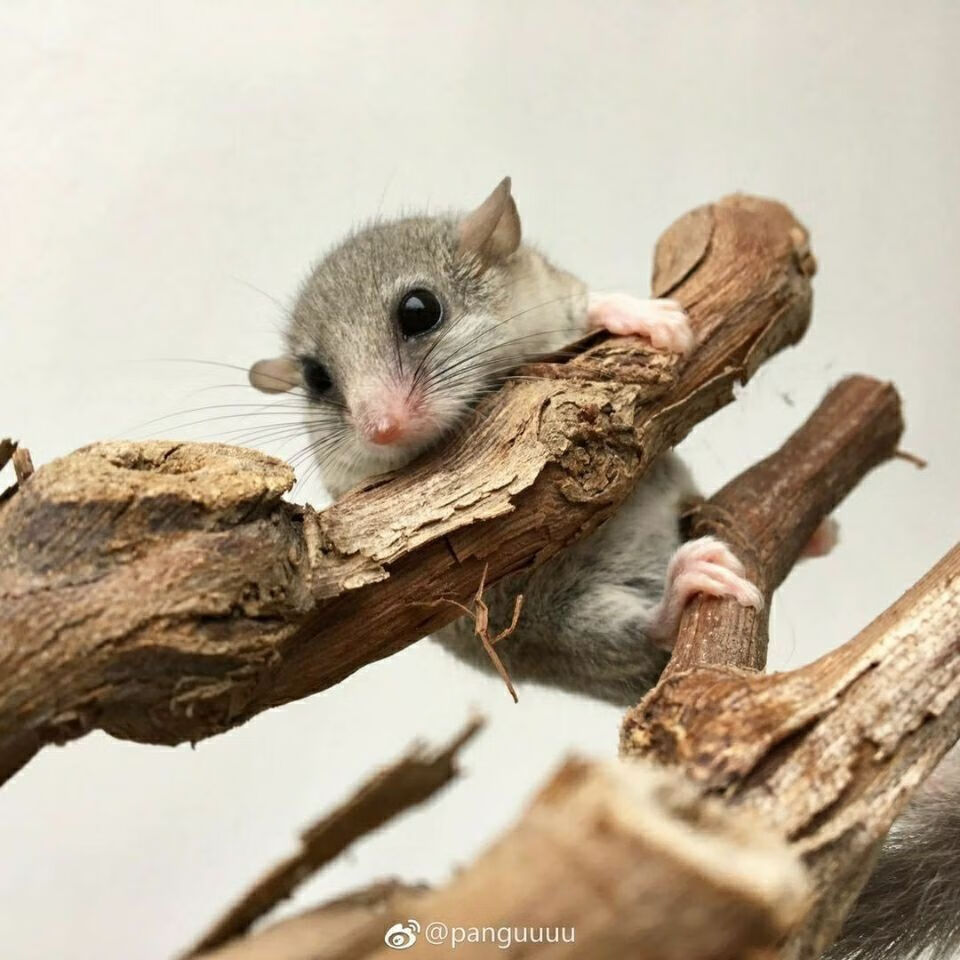 荣郁抖音快手网红自家养殖的西班牙睡鼠拇指鼠口袋睡鼠宿舍活体小宠物