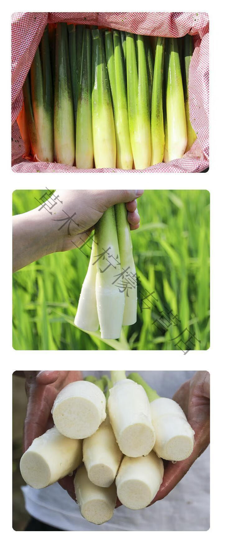 新鲜农家茭白产妇月子下奶高笋水笋茭瓜时令蔬菜交白 8斤【图片 价格