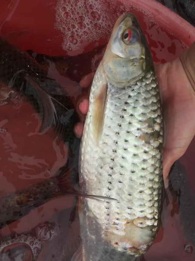 lism東江赤眼魚紅眼赤眼鱒新鮮河魚淡水魚原生態萬綠湖魚(3斤裝)