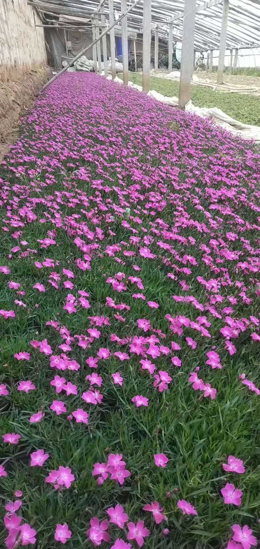 歐石竹花苗石竹花帶花苞室外花卉易活耐寒植物庭院花期