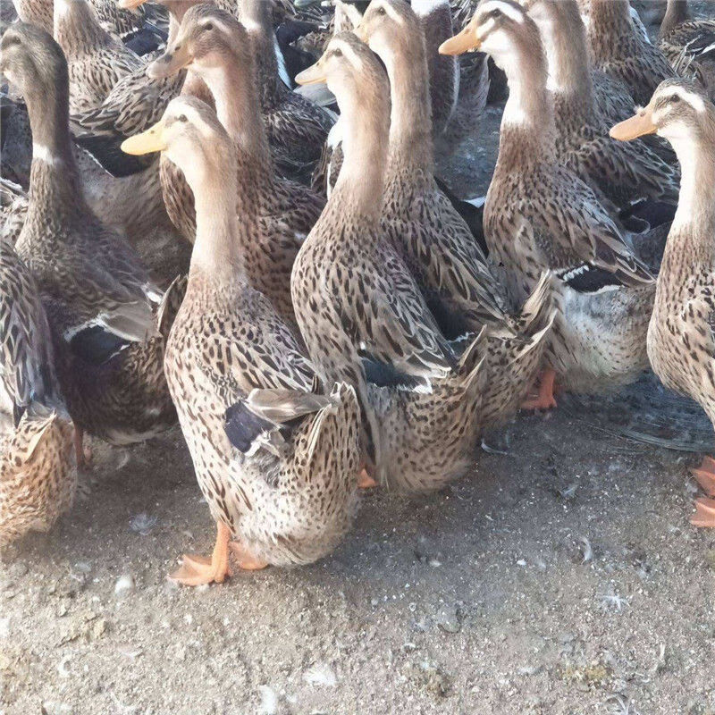 脱温麻鸭苗半大鸭苗脱温鸭苗半斤鸭子肉鸭大种麻鸭宠物活体零售【12月