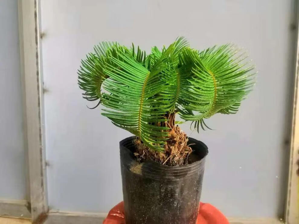 羊角铁树盆景铁树四季常青室内绿植易活懒人花卉多头铁树苗 11公分