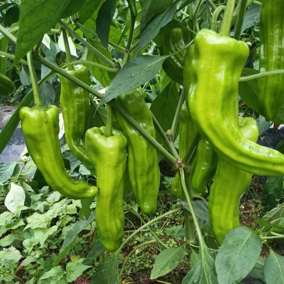 京鲜速配四川农家自种当季新鲜蔬菜薄皮青辣椒5斤时令虎皮大辣椒整箱