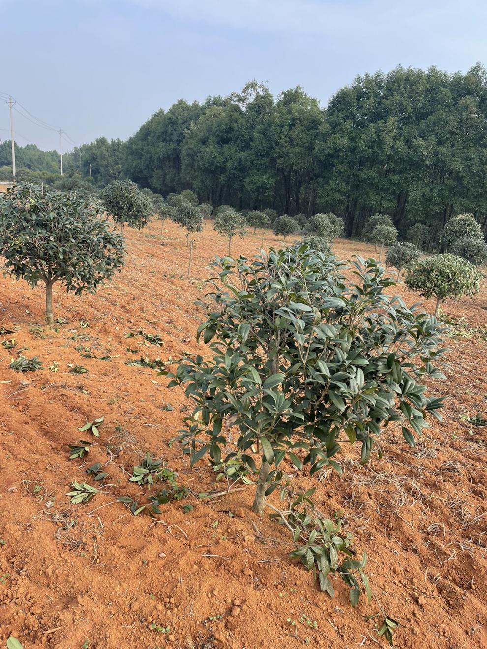 树高一米四左右的桂花球.