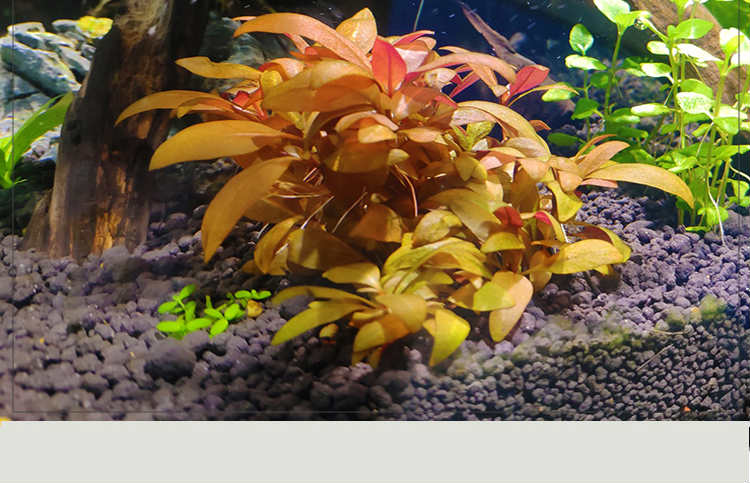 前景红色水草鱼缸造景迷你血心兰淡水活体植物阴性无需二氧化碳无菌杯